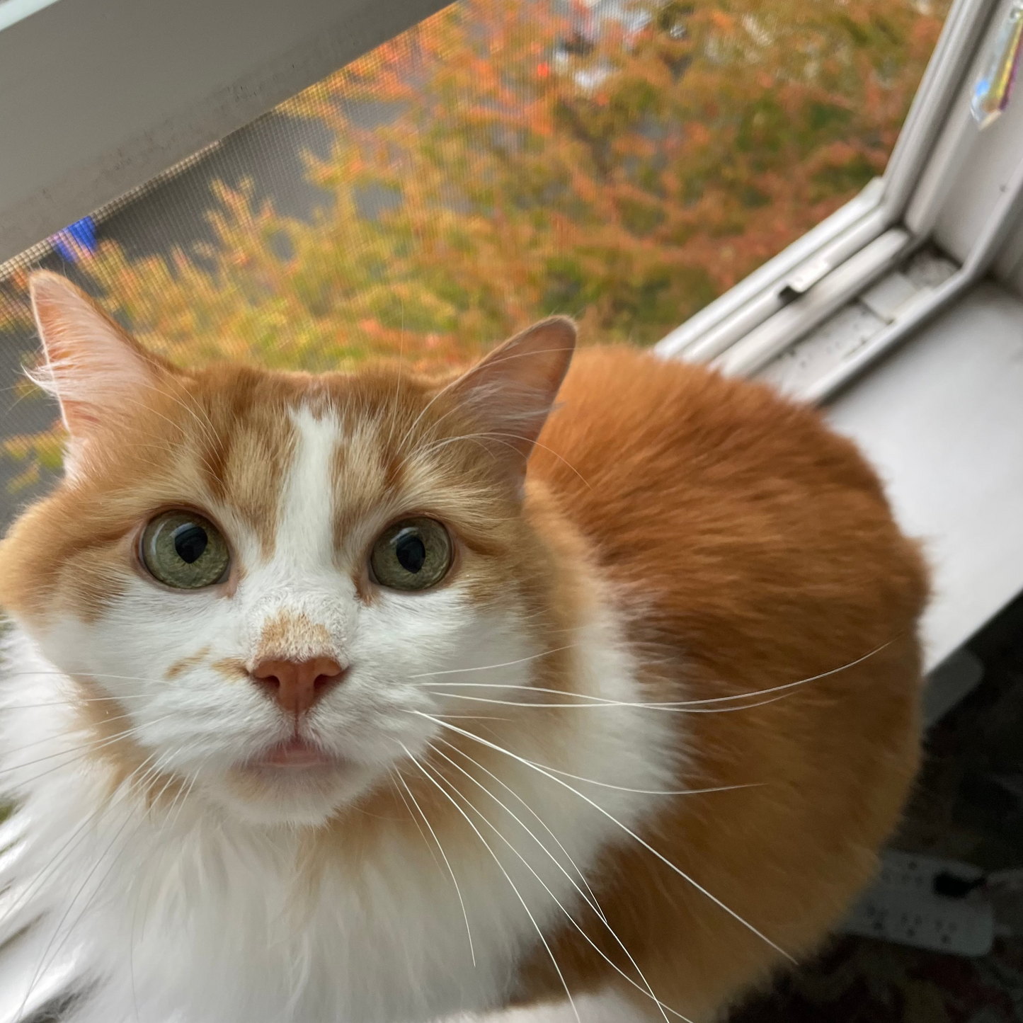 Adopt a Tiny Kitty (blind box style)